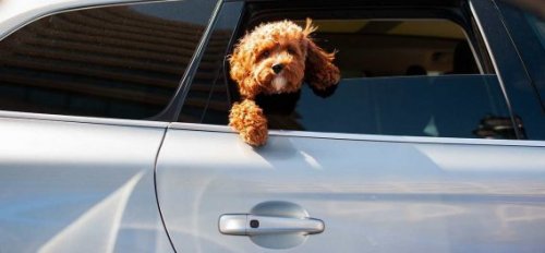 En este post te explicaremos todo lo que necesitas saber sobre la normativa de mascotas en vehículos. para poder viajar seguro y cómodo. 